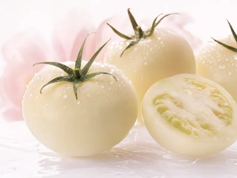 Ekstrak Tomato Putih